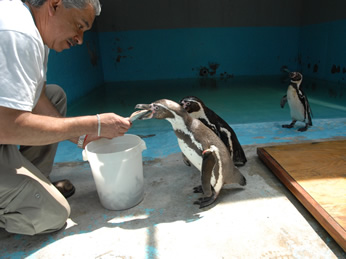 フンボルトペンギンに餌をやる飼育員