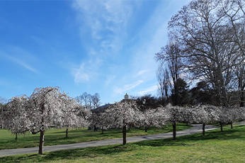 ヴァレンティーノ公園—名古屋市から寄贈された桜の木